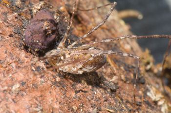 Media type: image; Invertebrate Zoology 129557